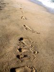 Footprints on the beach